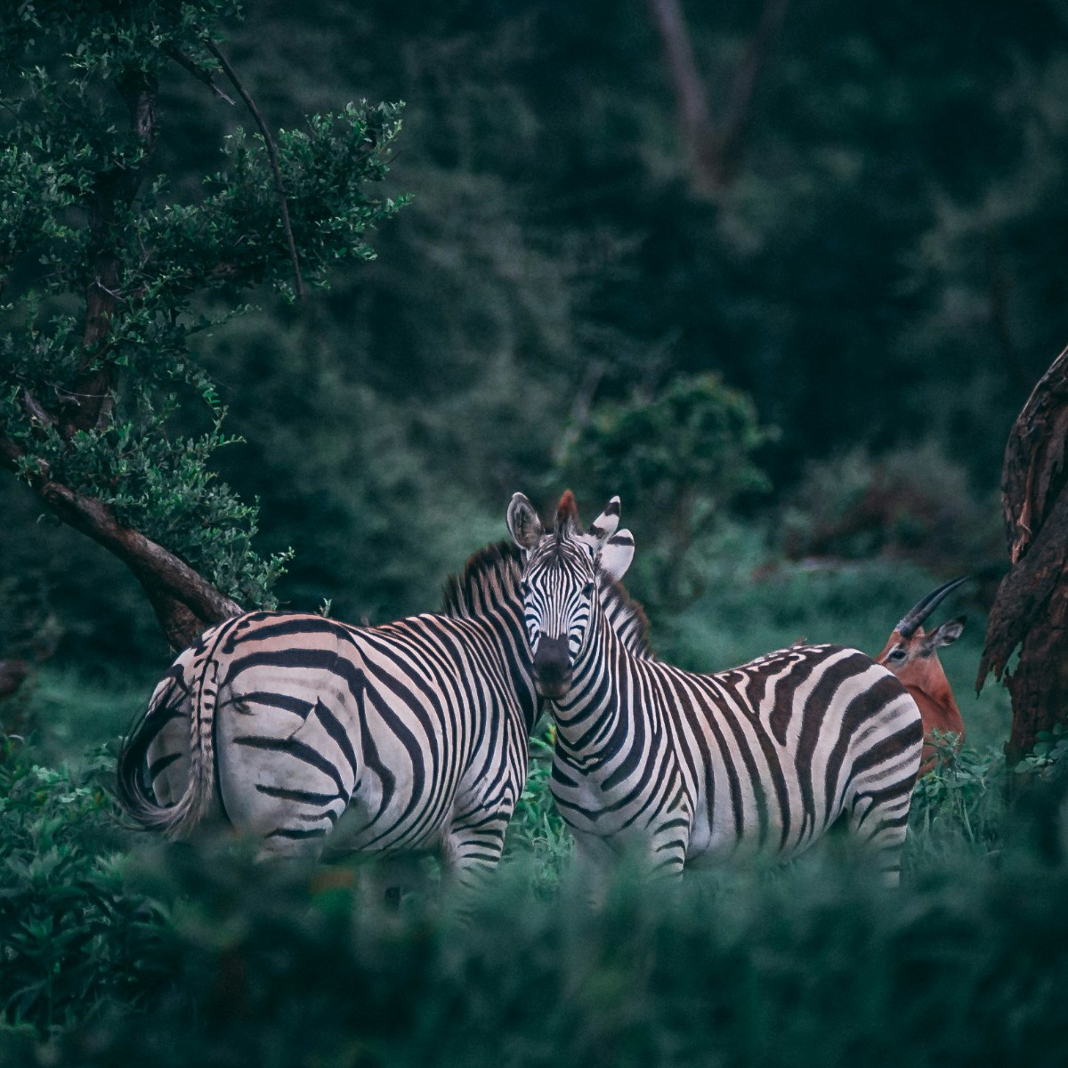 Foto de África