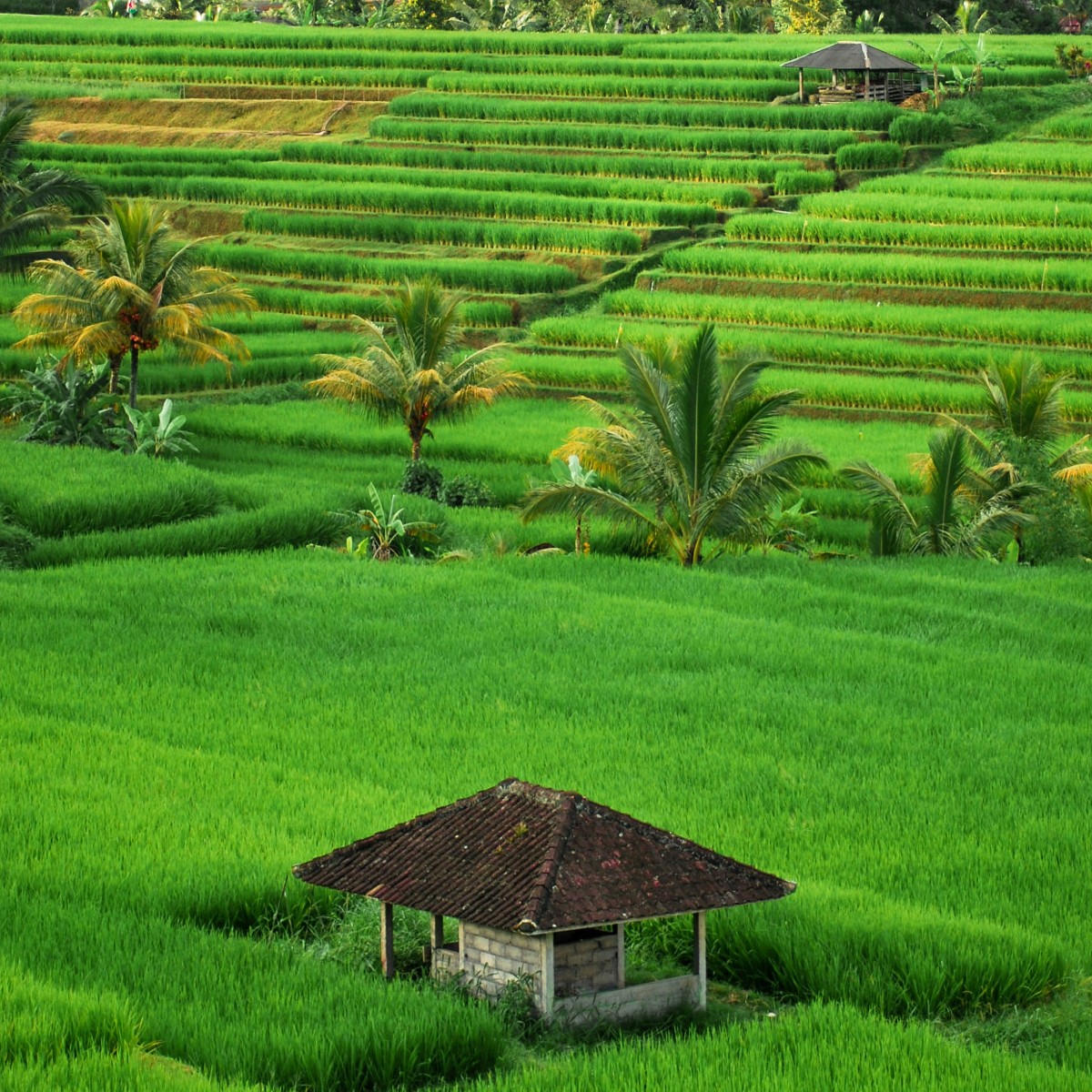 Foto de Indonesia