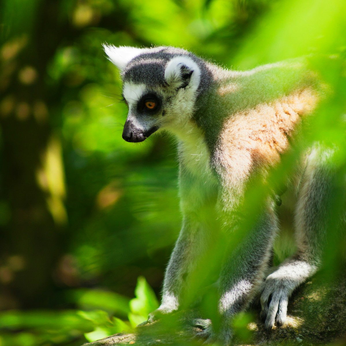 Foto de Madagascar