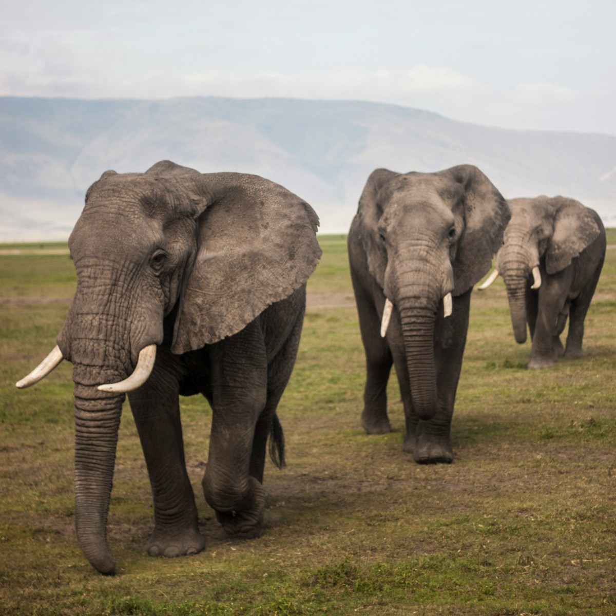 Foto de Tanzania