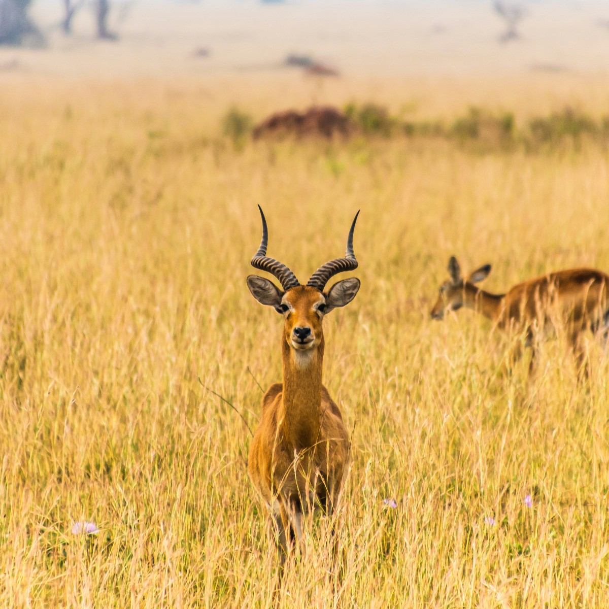 Foto de Uganda
